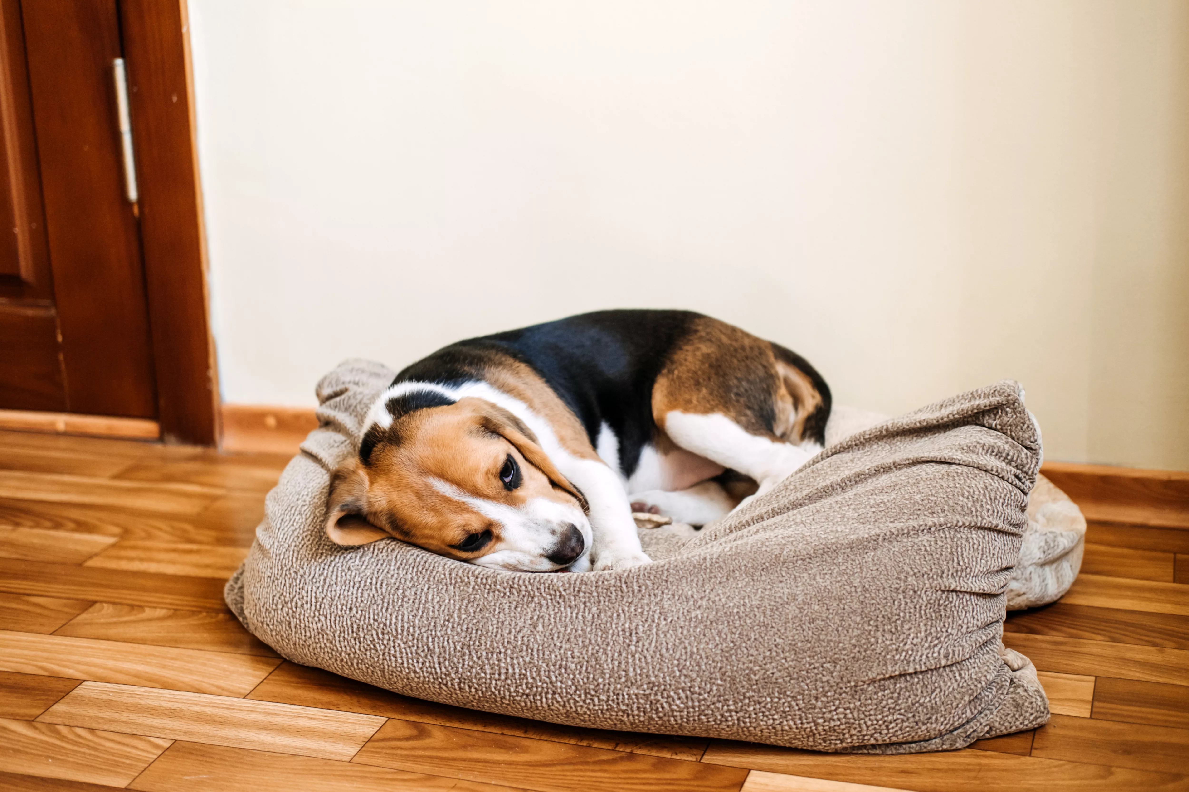 Beagle lying on his side in dog bed