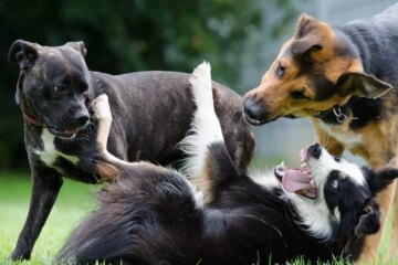 Understanding the Alpha Roll: What Dog Owners Need to Know