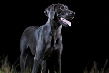 Can Dogs See in the Dark? Everything You Need to Know!
