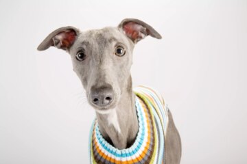 Should You Put a Sweater on Your Dog in Cold Weather?