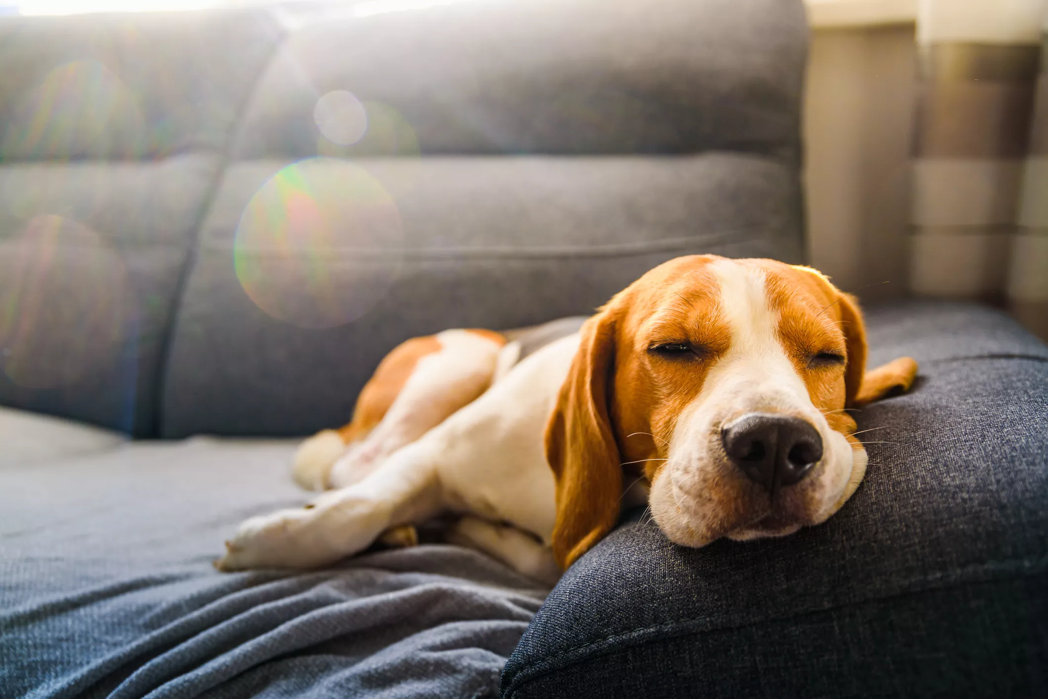 Tan & White beagle laying on a couch