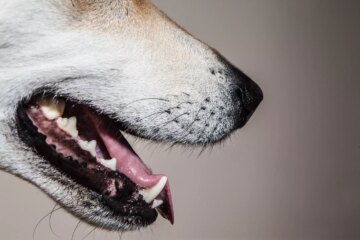 What to Do If Your Dog Has a Loose Tooth