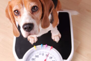 How Heavy Should Your Dog Be?
