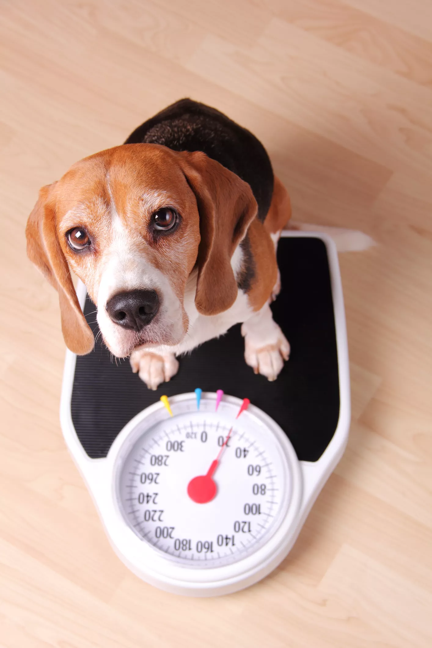 Beagle on a Bath Scale