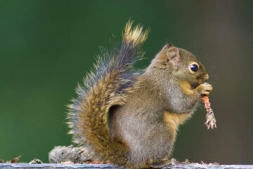 8 Types of Squirrels in Washington State (With Pictures)