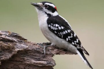 11 Types of Woodpeckers in Ohio (Pictures and Identification)