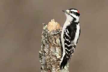 8 Woodpeckers in West Virginia (Pictures and Identification)