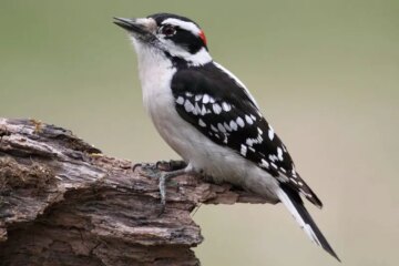 9 Woodpeckers in Pennsylvania (With Pictures and Identification)