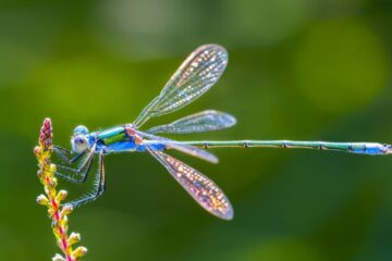 Dragonfly Spiritual Meaning: Hidden Symbolism You Must Know