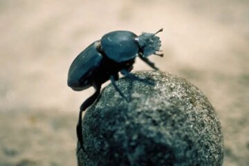 16 Types of Beetles in Ohio with Pictures