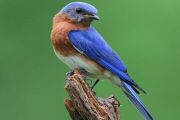 12 Blue Birds in Maryland (With Pictures and Identification)