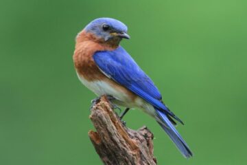 16 Blue Birds in New Jersey (With Pictures and Identification)