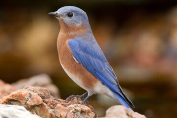 13 Common Blue Birds in Connecticut (With Pictures)
