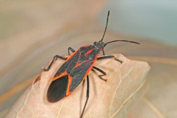 54 Red and Black Bug Species (Identification and Pictures)