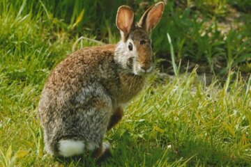4 Types of Rabbits in Oklahoma (With Pictures and Identification)