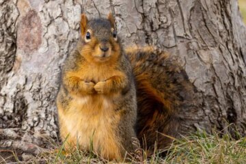 9 Types of Squirrels in Michigan (With Pictures and Identification)