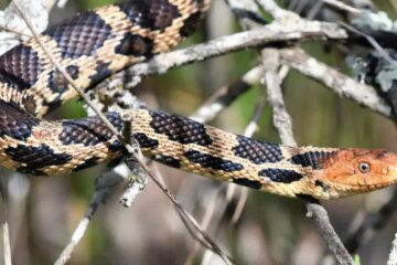 23 Michigan Snakes (With Pictures and Identification)