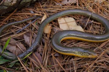 15 Lizards of North Carolina (Pictures and Identification)