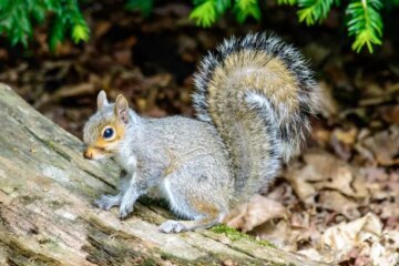 4 Common Squirrels in Indiana​ (With Pictures and Identification)