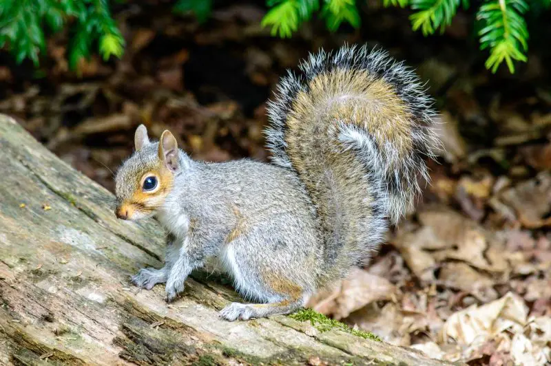 Squirrels in Indiana