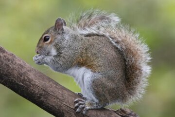 5 Squirrels in North Carolina (With Pictures and Identification)