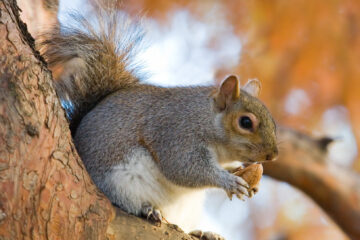 8 Squirrels in Ohio (With Pictures and Identification)