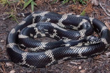 17 White Snakes With Black Stripes (Pictures and Identification)