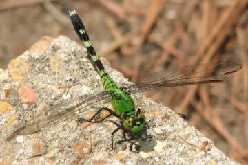 21 Dragonflies in Michigan (With Pictures and Identification)