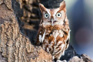 14 Types of Owls in Michigan (With Pictures and Identification)
