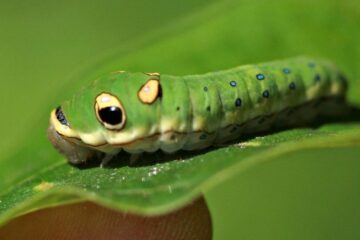 20 Caterpillars That Look Like Snakes (With Pictures)