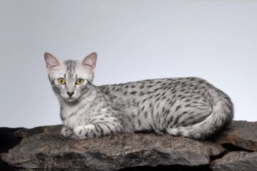 Egyptian Mau: Cat Breed Profile, Characteristics & Care