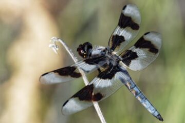 Black and White Dragonfly: 9 Types with Pictures and ID Guide