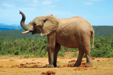 140 Animals That Start With E (With Pictures and Names)