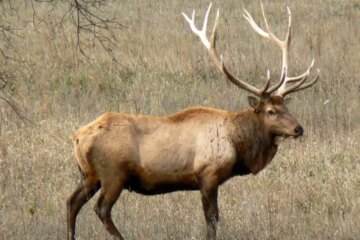 Why Do Elk in Wyoming Gather in Large Herds During Winter?