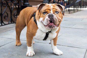 25 Popular English Dog Breeds That Leave Us Absolutely Chuffed