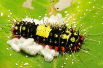 35 Types of Black and Yellow Caterpillars (With Pictures)