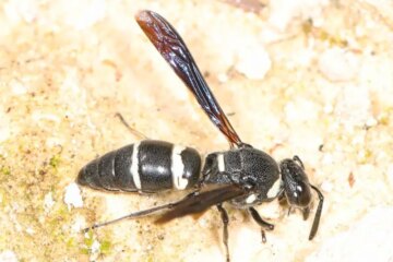 17 Black with White Striped Wasps (Pictures and Identification)