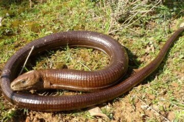12 Legless Lizard Species (With Pictures and Identification)