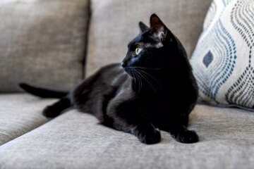 Think You Know Black Cats? These 13 Facts May Surprise You