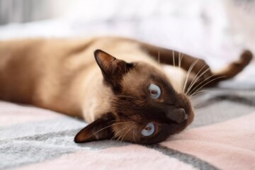 11 Fascinating Facts About Siamese Cats