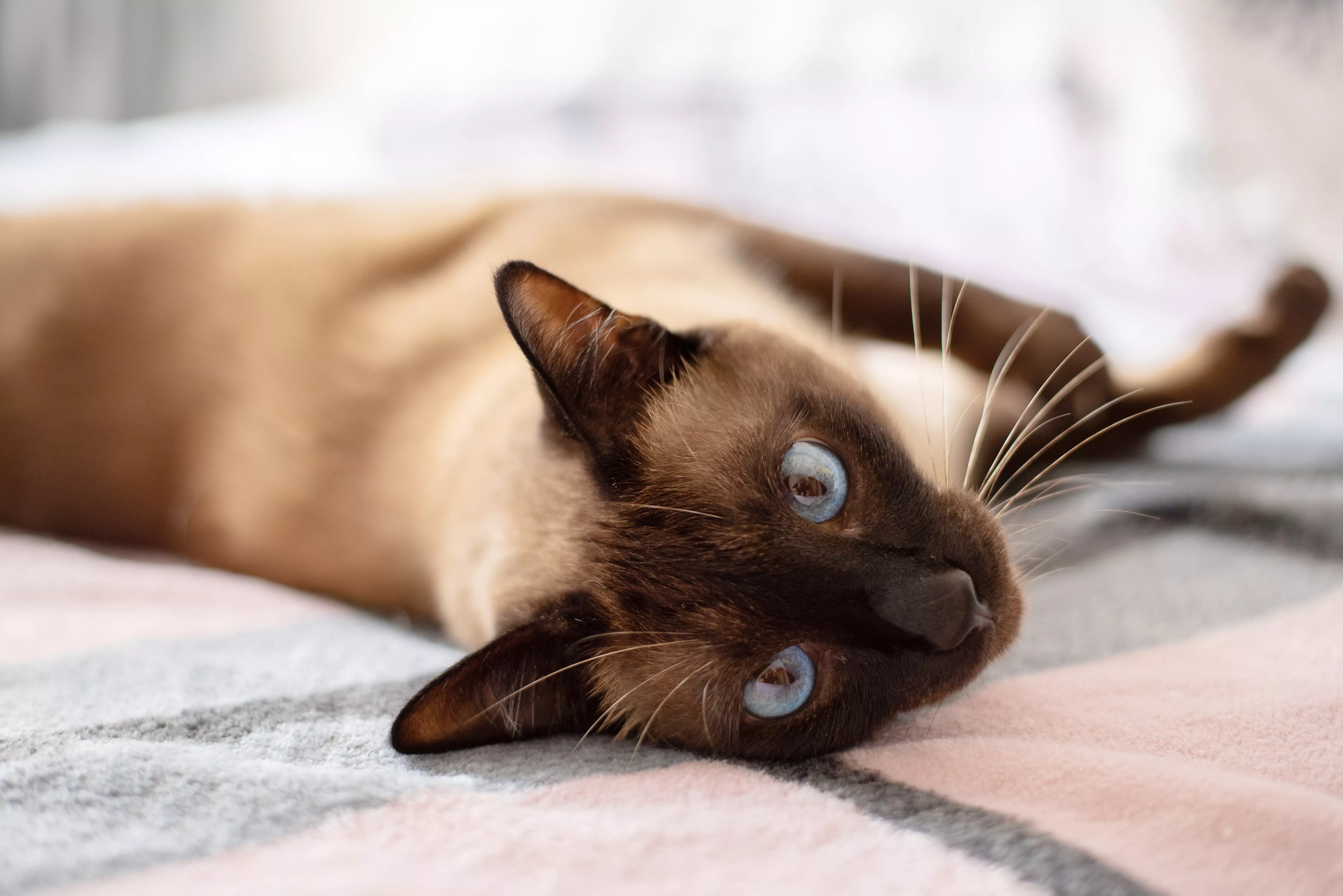 Siamese cat with blue eyes laying on gray and pink blanket