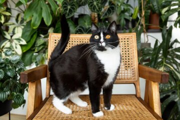 Explore 6 Fascinating Facts About Tuxedo Cats