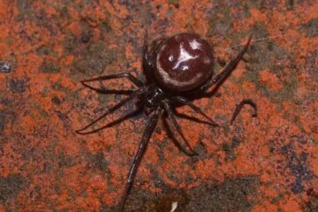72 California Spiders (Spiders in California, Pictures, Identification)