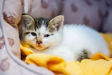 1000+ Cute and Unique Female Cat Names You’ll Absolutely Love!