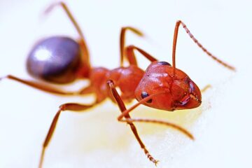 101 Animals That Start With F (Pictures and Info)