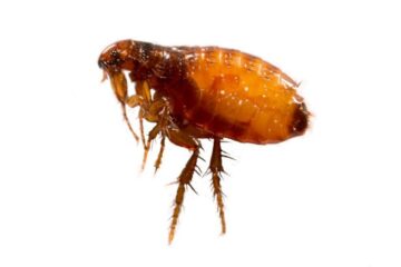 22 Bugs That Look Like Fleas (Pictures and Identification)