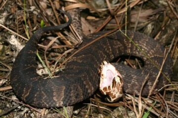 60 Snakes in Florida (With Pictures and Identification)