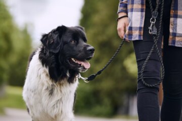 8 Things to Teach Your New Rescue Dog Right Away