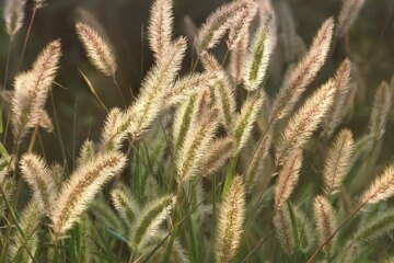 How to Protect Your Dog From Foxtails and Cheatgrass