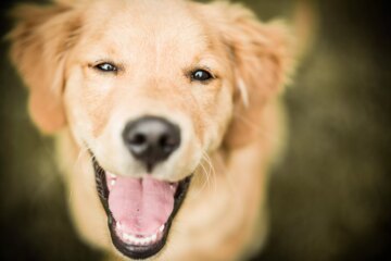 Understanding Anise for Dogs: The Canine Equivalent of Catnip